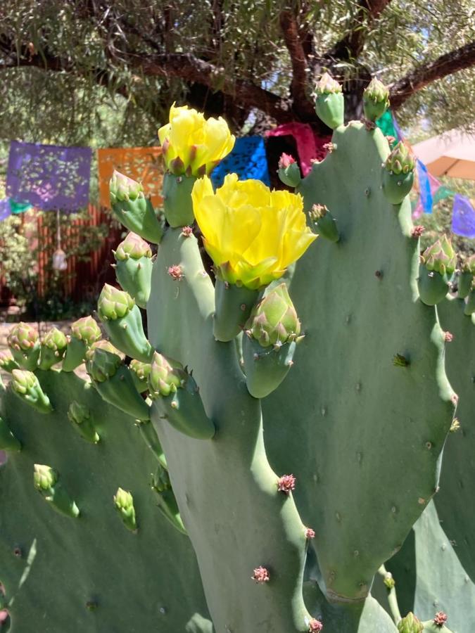 Casa Azul - Cute Centrally Located Adobe With Large Fenced Outdoor Living For Pets And Adults, Non-Smoking Tucson Exterior foto